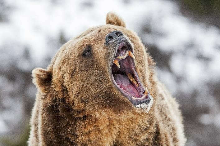 Being attacked by a bear causes stress and fight or flight response which is not helpful in your stock trading decisions